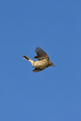 Adult Meadow Pipit (Anthus pratensis) in European grasslands