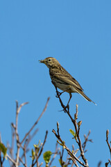 Fototapeta premium Adult Meadow Pipit (Anthus pratensis) in European grasslands
