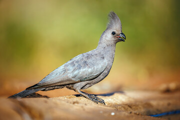 Grey go away bird side view ground level full frame in Kruger National park, South Africa ; Specie Corythaixoides concolor family of Musophagidae