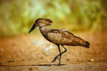 Hamerkop walking side view ground level in Greater Kruger National park, South Africa ; Specie...