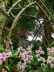 Colorful orchids, Singapore botanical garden