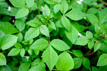 Close-up Full Frame Background of Lush Green Compound Leaves and Tiny White Flowers, Natural Tropical Foliage Texture.