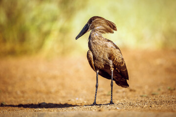 Hamerkop standing front view ground level in Greater Kruger National park, South Africa ; Specie Scopus umbretta family of Scopidae