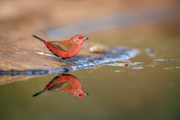 Jameson Firefinch along waterhole with reflection in Greater Kruger National park, South Africa ; Specie Lagonosticta rhodopareia family of Estrildidae