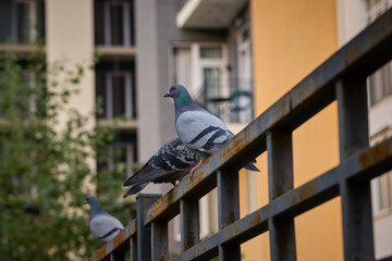Pigeons perched on a railing in an urban setting