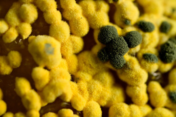 Macro of Mold thriving on Indian Gooseberry fruit.
