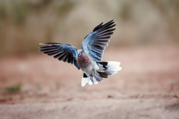 Laughing Dove in flight front view in Greater Kruger National park, South Africa ; Specie...