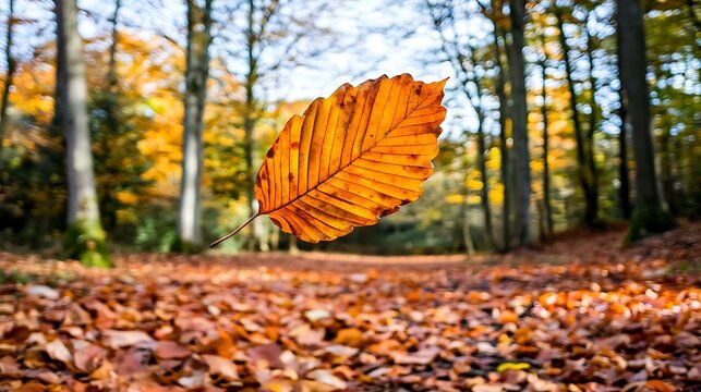 Sunlit autumn background highlighting drifting leaves and glowing orange foliage