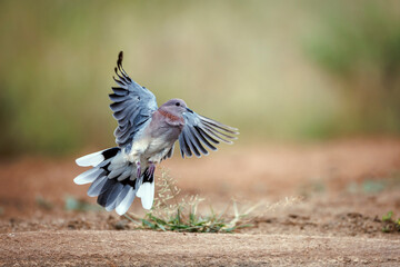 Laughing Dove in flight in Greater Kruger National park, South Africa ; Specie Streptopelia senegalensis family of Columbidae