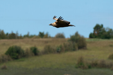 Vautour fauve