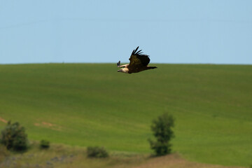 Vautour fauve