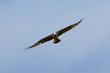 Balbuzard pêcheur, Pandion haliaetus, Western Osprey