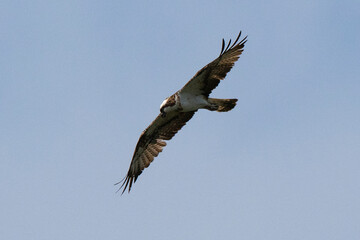 Balbuzard pêcheur, Pandion haliaetus, Western Osprey