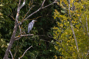 H&eacute;ron cendr&eacute;