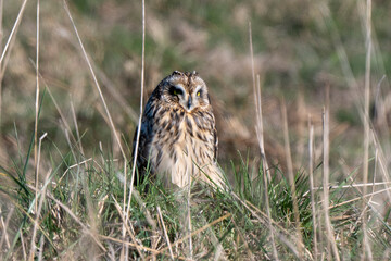 Hibou des marais