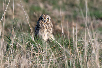 Hibou des marais