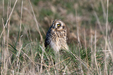 Hibou des marais