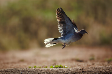 Laughing Dove in flight backlit side view in Greater Kruger National park, South Africa ; Specie Streptopelia senegalensis family of Columbidae