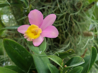 Colorful orchids, Singapore botanical garden
