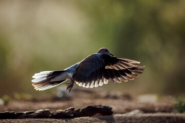 Laughing Dove in flight backlit side view in Greater Kruger National park, South Africa ; Specie Streptopelia senegalensis family of Columbidae