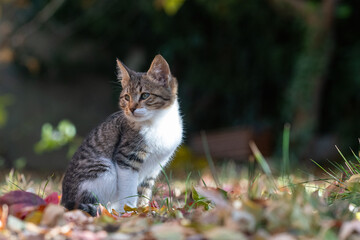 A cute tabby cat sitting among the autumn leaves, watching outside.