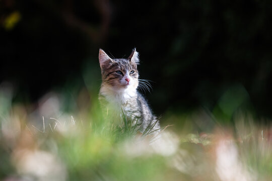 A young tabby cat, faintly visible among the thick green grass, glistening in the sunlight.