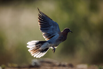 Obraz premium Laughing Dove in flight backlit side view in Greater Kruger National park, South Africa ; Specie Streptopelia senegalensis family of Columbidae