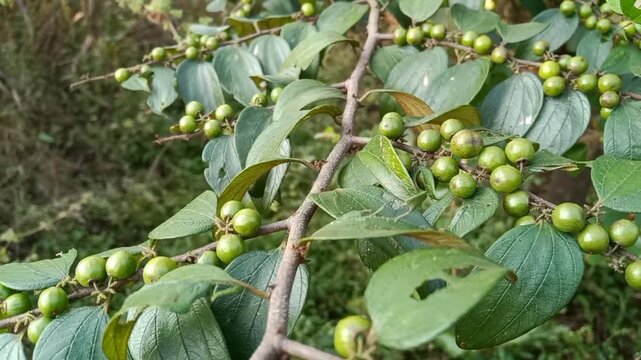 Ziziphus oenoplia, jackal jujube, Indian Jujube wild small green raw fruits 