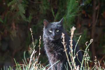 A portrait of a black cat with bright eyes standing among leaves and grass in a wooded area.