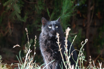 A long-haired black cat sitting among tall grasses against a dark green background.