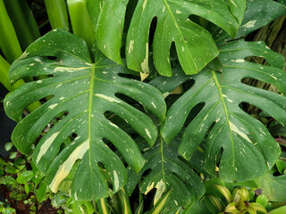 Colorful orchids, Singapore botanical garden
