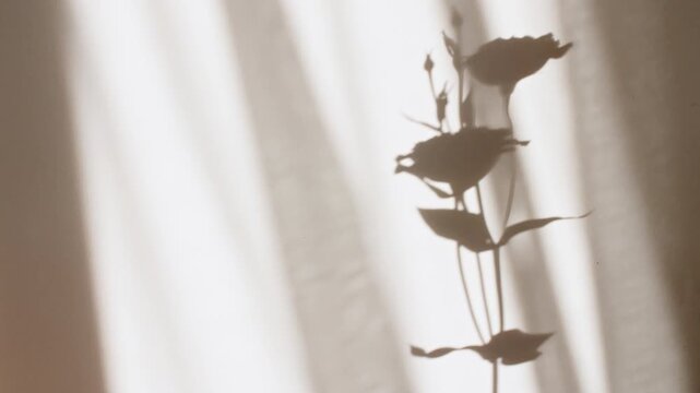 Eustoma flowers stand in a vase. Transparent soft light and shadow from leaves of the eustoma on wall. Wind blows through the open window in the room. Waving white tulle near the window. .4k