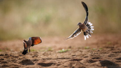 Namaqua Dove female and laughing dove in flight front view in Greater Kruger National park, South Africa ; Specie Oena capensis family of Oena capensis