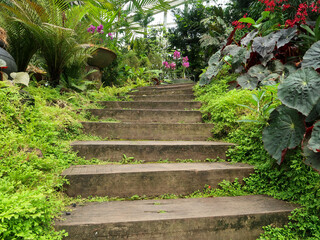 Colorful orchids, Singapore botanical garden