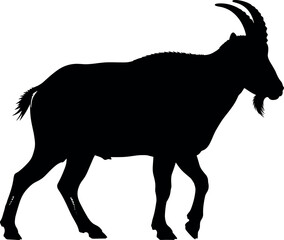Black silhouette of a walking mountain goat or ibex with large horns, isolated on a white background vector illustration.