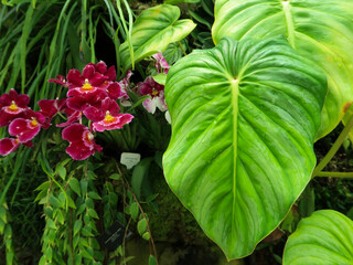Colorful orchids, Singapore botanical garden