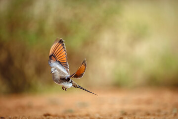 Namaqua Dove female taking off from ground in Greater Kruger National park, South Africa ; Specie Oena capensis family of Oena capensis