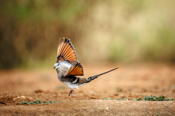 Namaqua Dove female taking off from ground in Greater Kruger National park, South Africa ; Specie Oena capensis family of Oena capensis