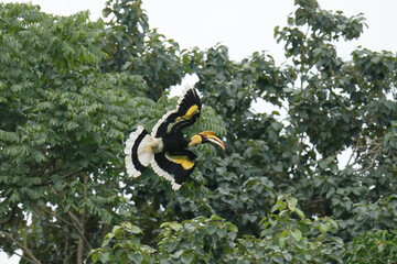 Great Hornbill birds flying in the sky. Bird watching in natural habitats in the forest. © Sanit