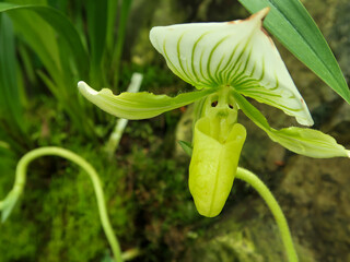 Colorful orchids, Singapore botanical garden
