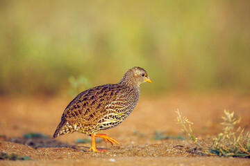 Natal francolin walking side view in morning light in Greater Kruger National park, South Africa ; Specie Pternistis natalensis family of Phasianidae
