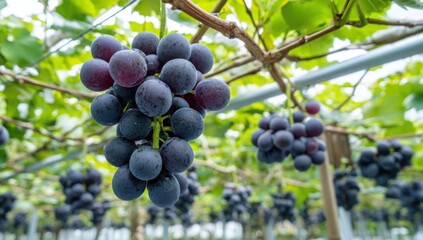 A bunch of grapes hanging from a vine