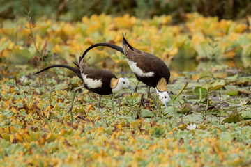 Couple Migrated Pheasant-Tailed Jacana Searching for Food in a Lake of Kathmandu