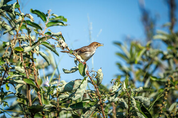 Rattling Cisticola standing on a bush isolated in blue sky in Greater Kruger National park, South Africa ; Specie Cisticola chiniana family of Cisticolidae