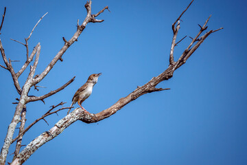 Rattling Cisticola in Greater Kruger National park, South Africa ; Specie Cisticola chiniana family of Cisticolidae