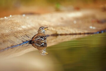 Red backed Scrub Robin rear view in water with reflection in Greater Kruger National park, South Africa; specie Cercotrichas leucophrys family of Musicapidae
