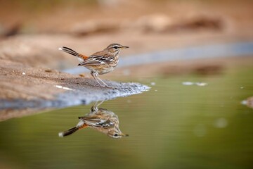 Red backed Scrub Robin standing side view along waterhole with reflection in Greater Kruger National park, South Africa; specie Cercotrichas leucophrys family of Musicapidae