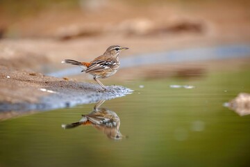 Red backed Scrub Robin standing side view along waterhole with reflection in Greater Kruger National park, South Africa; specie Cercotrichas leucophrys family of Musicapidae