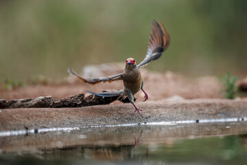Red faced Mousebird taking off front view from waterhole in Greater Kruger National park, South Africa ; Specie Urocolius indicus family of Coliidae
