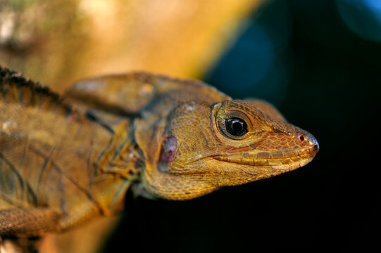Brown basilisk, striped basilisk // Streifenbasilisk (Basiliscus vittatus) - Roatan island, Honduras